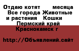 Отдаю котят. 1,5 месяца - Все города Животные и растения » Кошки   . Пермский край,Краснокамск г.